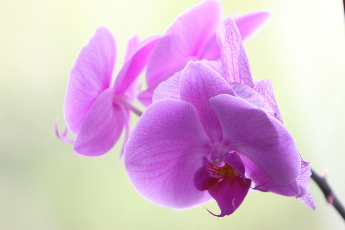 Macro Orchidee - 021